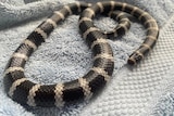 A black and white banded snake curled around on a towel