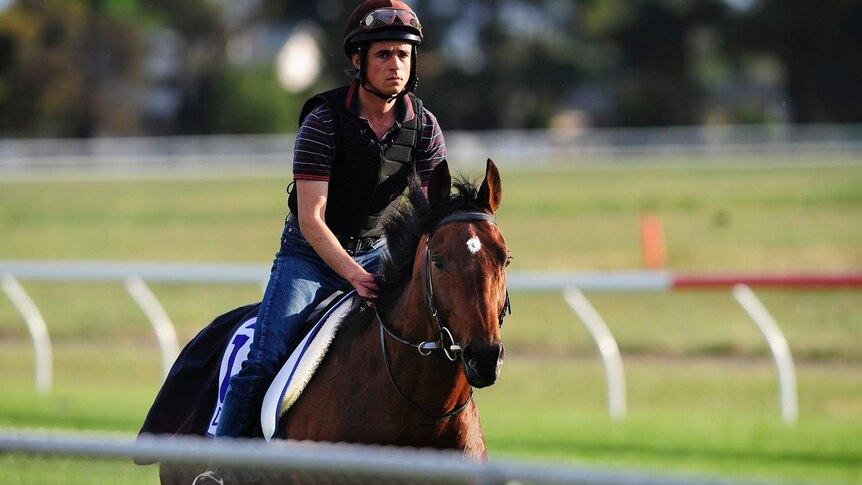 Dunaden walks during trackwork at Werribee the day before the 2012 Melbourne Cup.