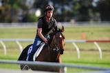 Dunaden walks during trackwork at Werribee the day before the 2012 Melbourne Cup.