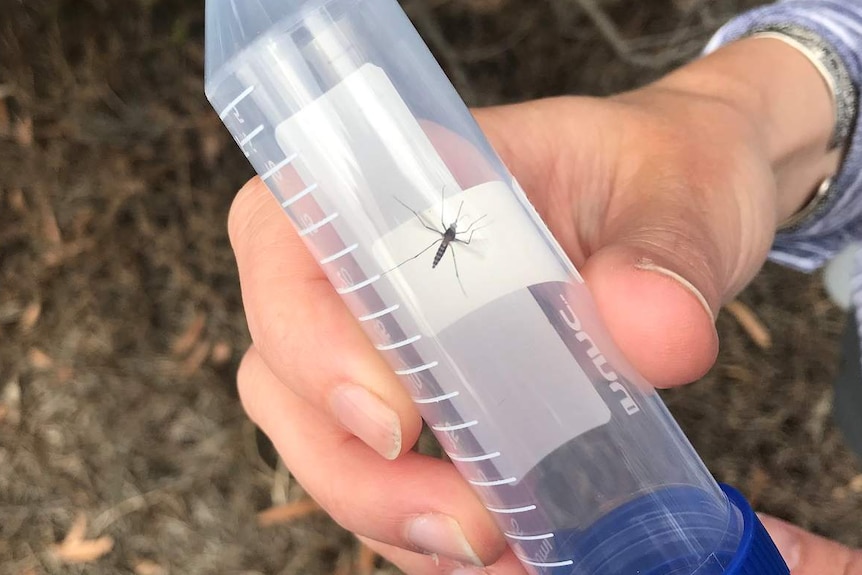 A mosquito captured in a plastic tube.