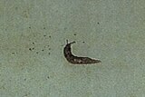 A grainy photo of a slug on the floor of a room.
