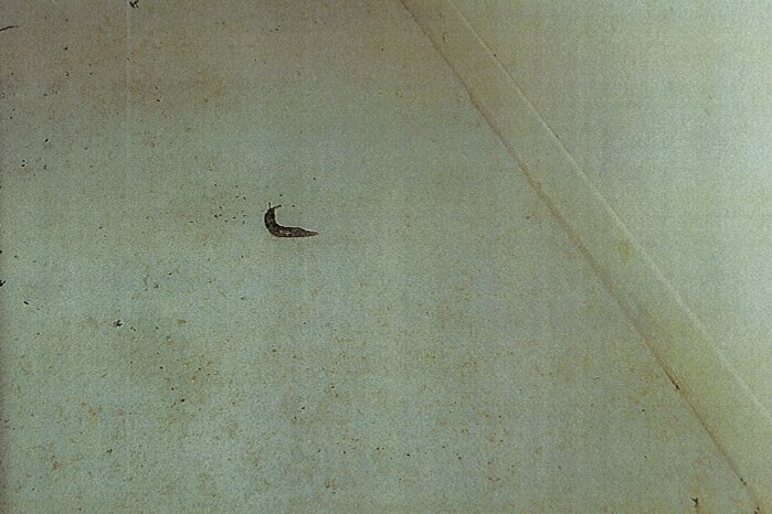A grainy photo of a slug on the floor of a room.