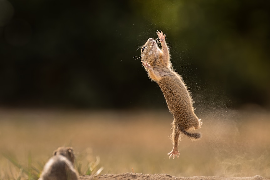 A squirrel jumping in the air