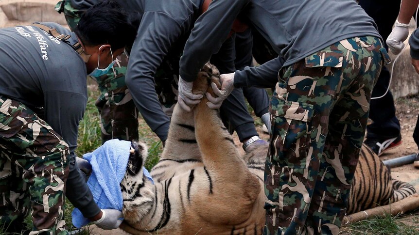 A sedated tiger is moved onto a stretcher by Thai wildlife officials.