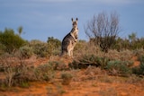 Lone kangaroo stands among low shrubs on red desert sands at Menindee.