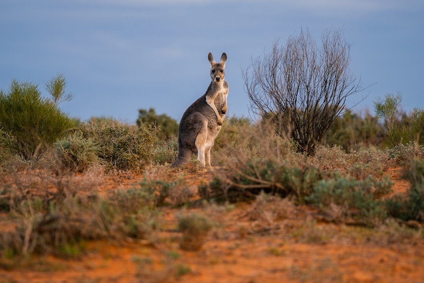 Lone kangaroo stands among low shrubs on red desert sands at Menindee.