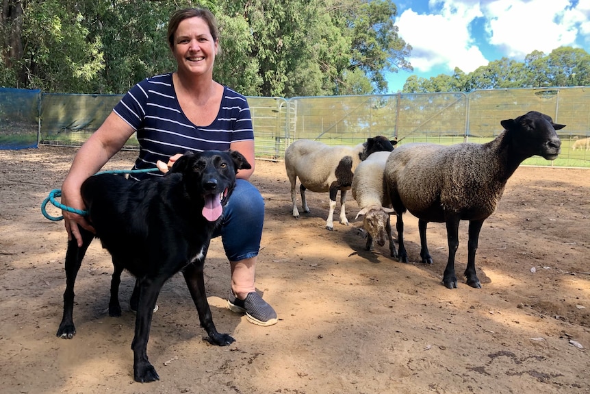 A woman crouches next to a black dog with sheep in a yard.