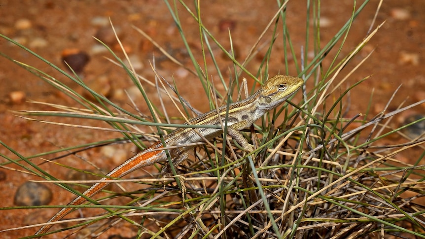 Male Diporiphora ameliae in breeding colours