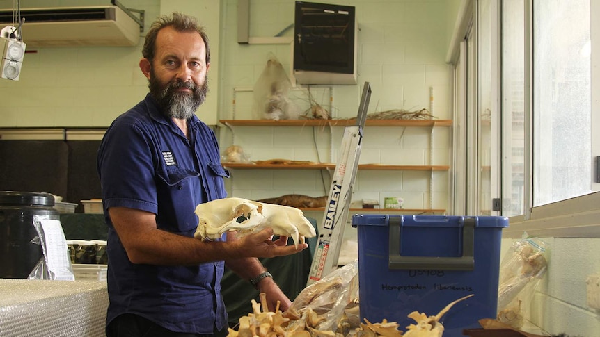 A photo of Jared Archibald skull with the skeleton of a pygmy hippopotamus in his hand.