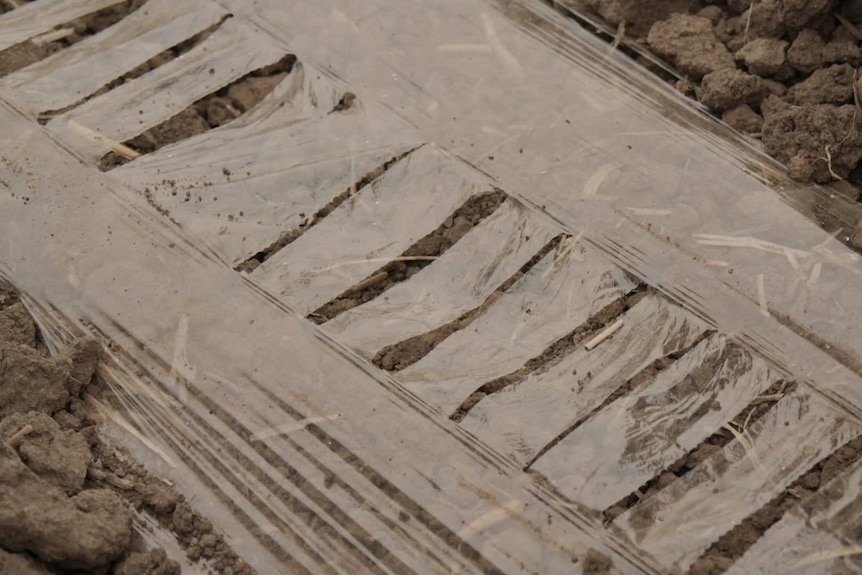 A thin film on top of soil, there are small gaps in the film for plants to go through