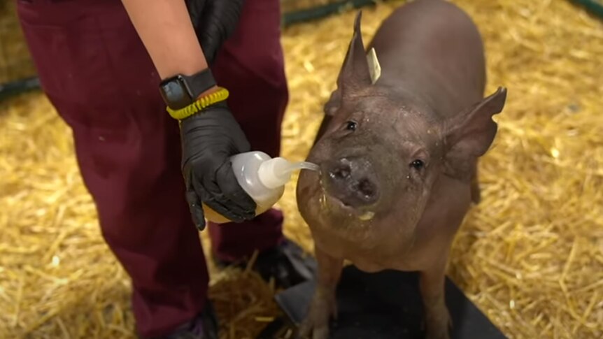 A gray pig standing in a hay-filled pen is being bottle-fed by a veterinarian.