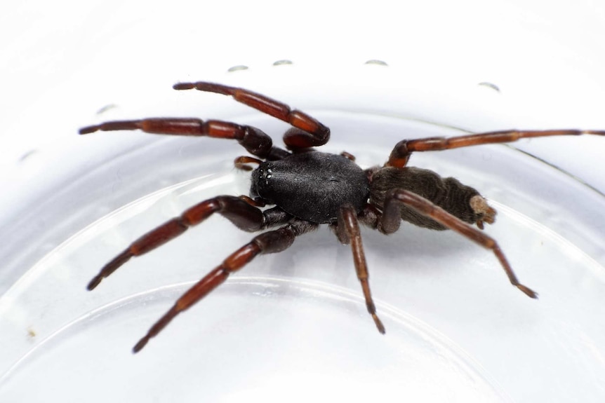 A white tailed spider on a white background.