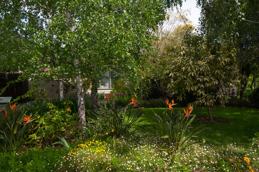 A house shrouded in green plants.