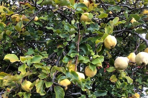 A Quince tree