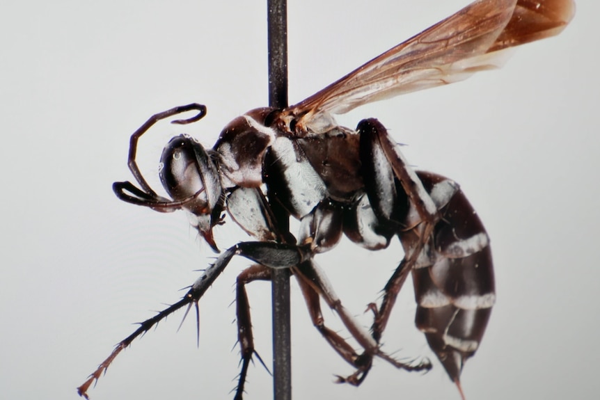 Close up of an insect