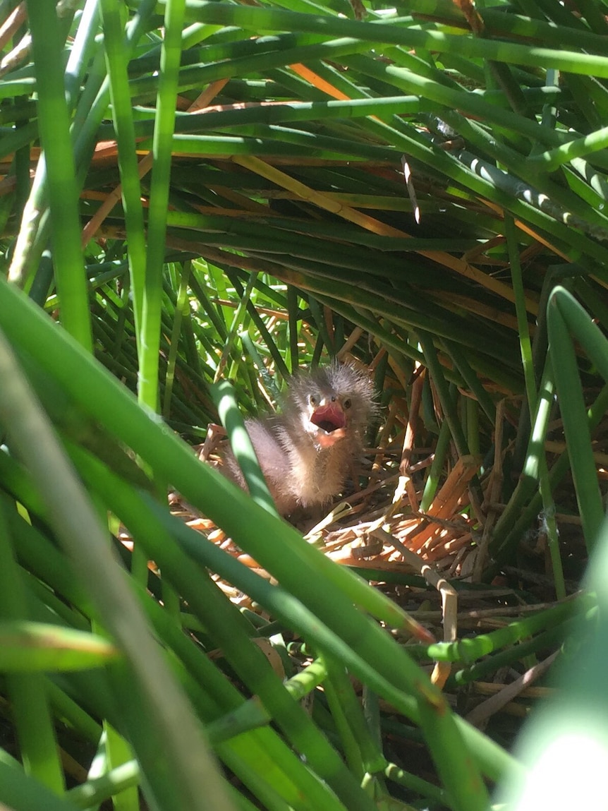 An Australasian bittern chick squawks in a nest set amongst reeds in a wetland.