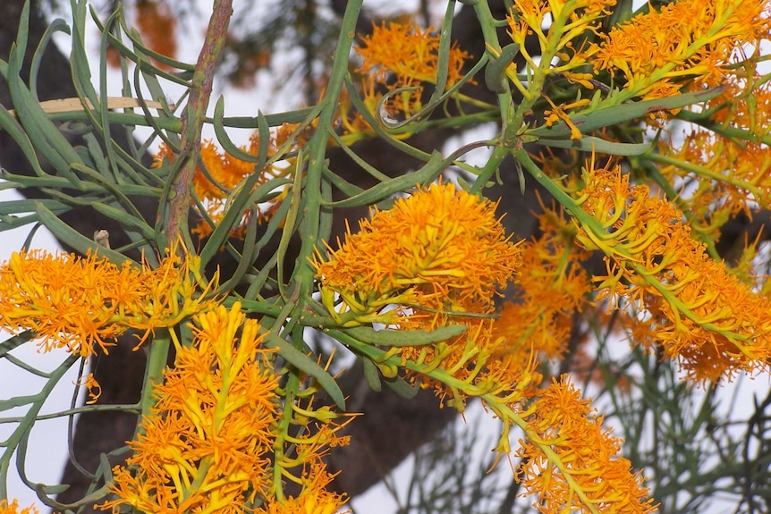 Bright orange flowers from the moodjar tree (Nuytsia floribunda).