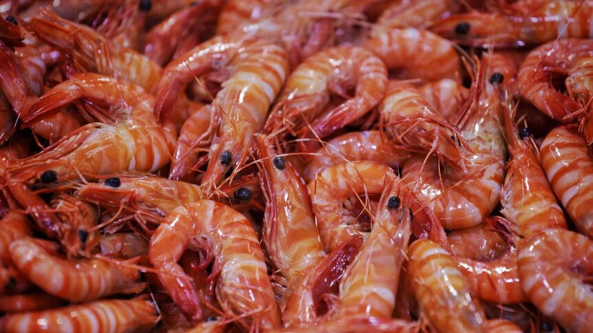 Cooked prawns on ice on display for sale.