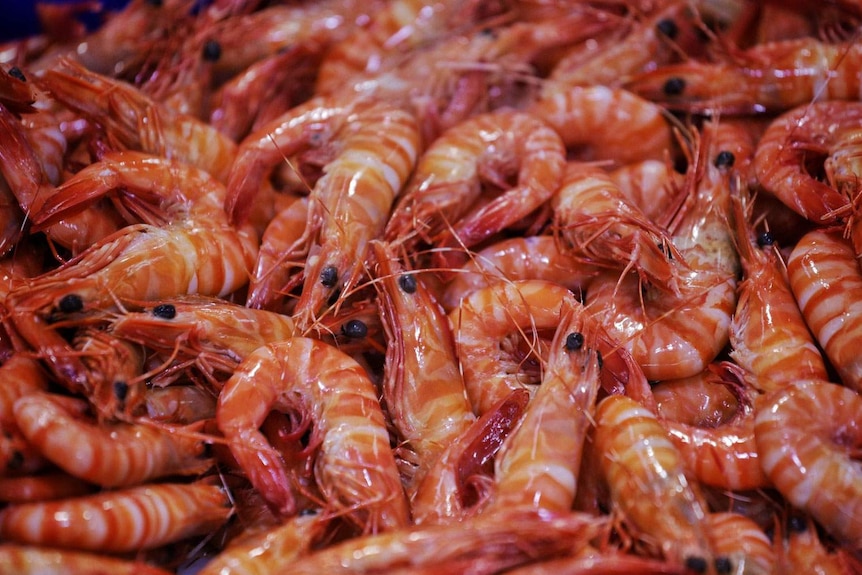 Cooked prawns on ice on display for sale.
