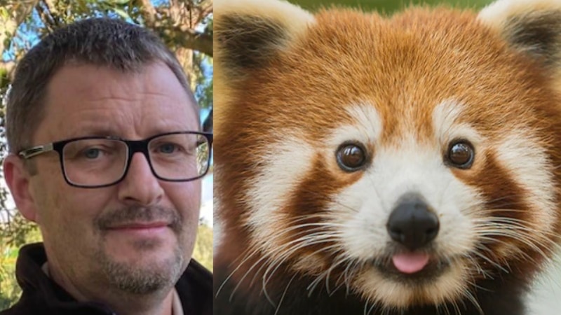 Man with brown hair and spectacles next to a red panda