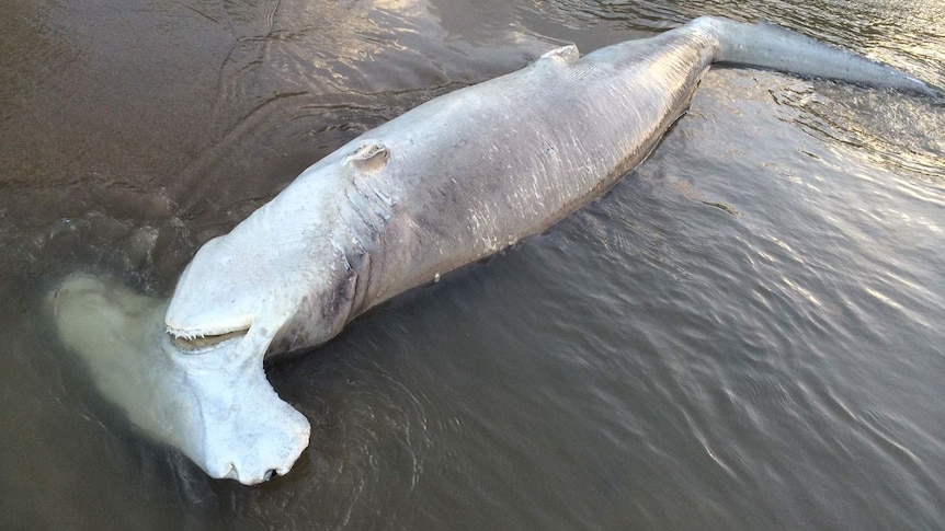 The de-finned shark shocked locals.