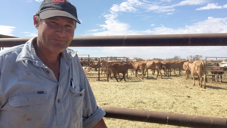Jim Dorrell from Mia Mia Station stands at a gate in front of a herd of cattle.
