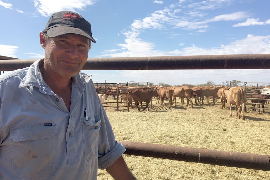 Jim Dorrell from Mia Mia Station stands at a gate in front of a herd of cattle.