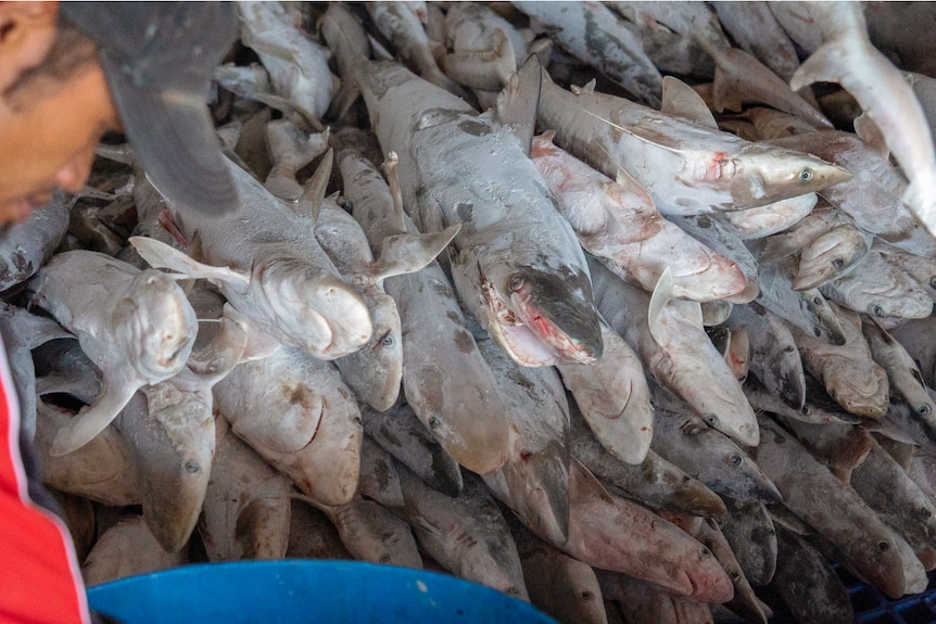 A huge pile of dead sharks