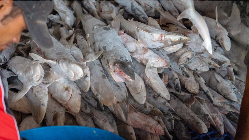 A huge pile of dead sharks