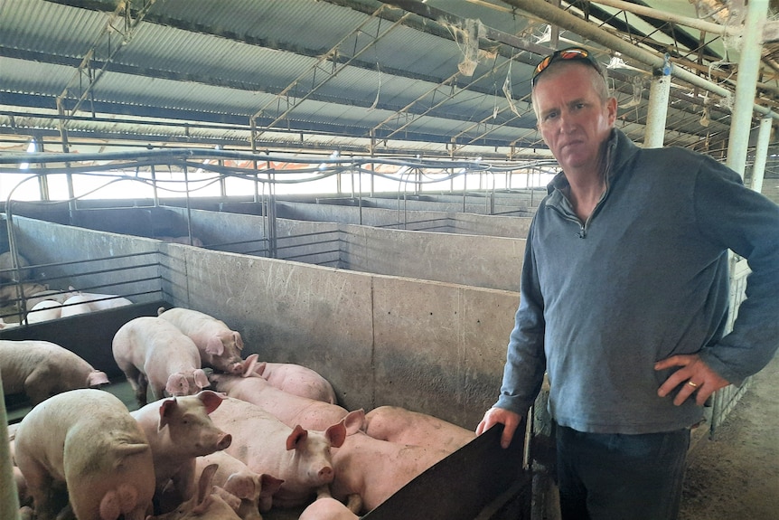 An unimpressed man stands next to a pig pen filled with pigs