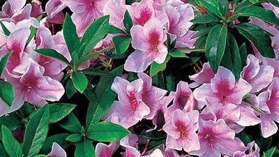 Rhododendron Hybrid Cultivars, Evergreen Azalea Hybrids - Gardening  Australia