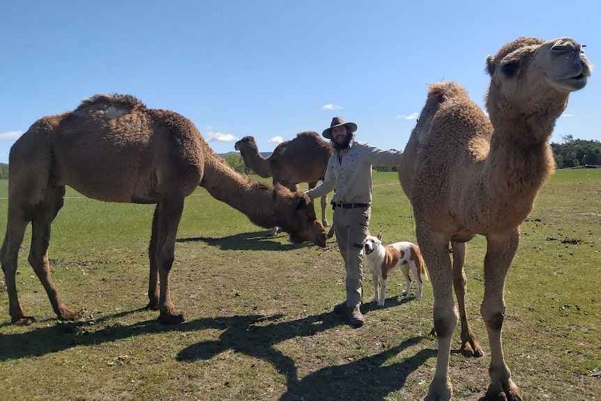 a man stands in between three camels and dog