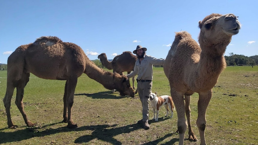 A man stands in between three camels and dog