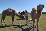 A man stands in between three camels and dog