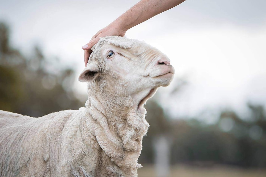 Chris the sheep at Little Oak Sanctuary