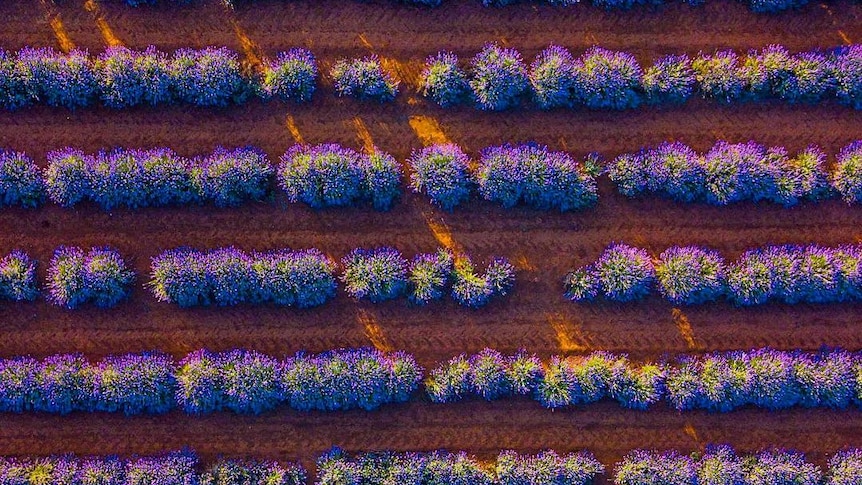 A drone photo of rows of lavender.