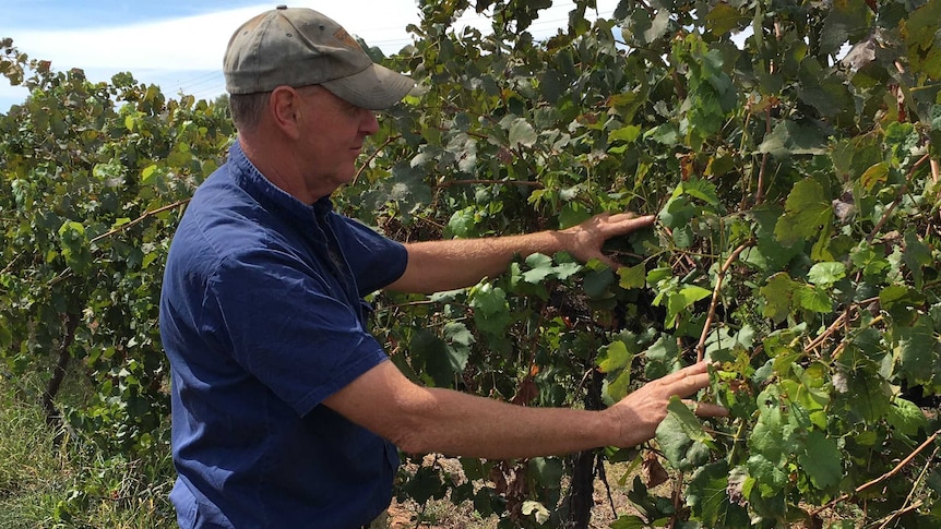 Man with grape vines