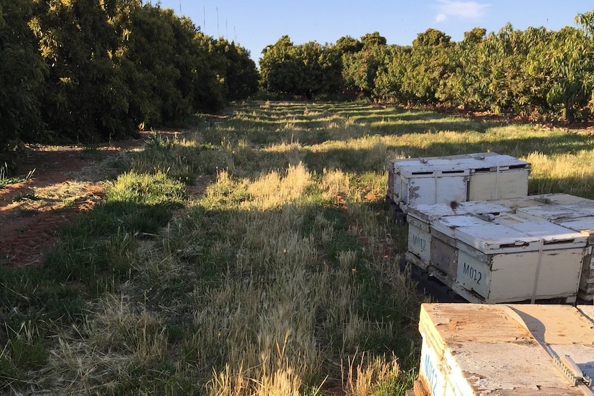 Bee hives sit near avocado trees in north-west Victoria