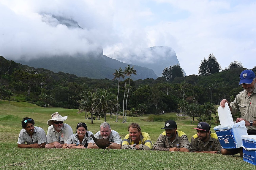 Rangers lay on the grass watching as a brown woodhen is released from a crate and walks along in front of them.