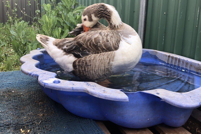 A grey and white goose in a blue plastic kids paddling pool.