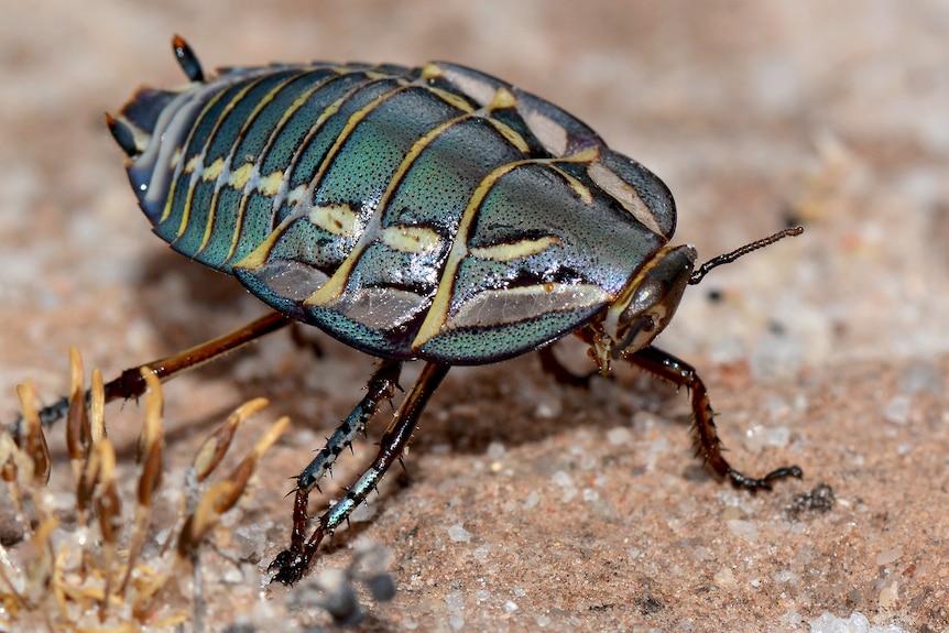 A native cockroach that is blue with thin yellow and black stripes.