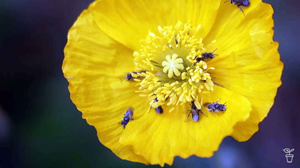 Sleeping Bees Sleeping Bees