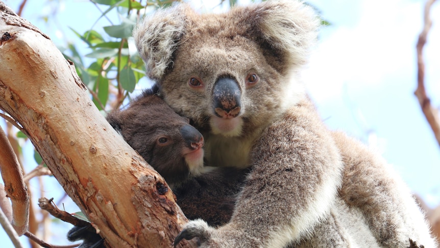 A mother koala with her joey on her stomach up in a tree, both looking towards camera.