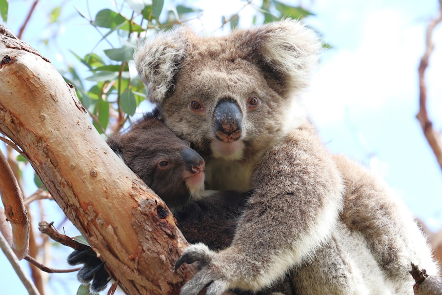 A mother koala with her joey on her stomach up in a tree, both looking towards camera