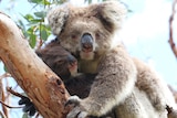 A mother koala with her joey on her stomach up in a tree, both looking towards camera