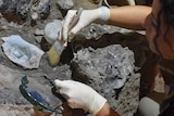 A woman with latex gloves dusts an ancient embedded artefact with a paint brush