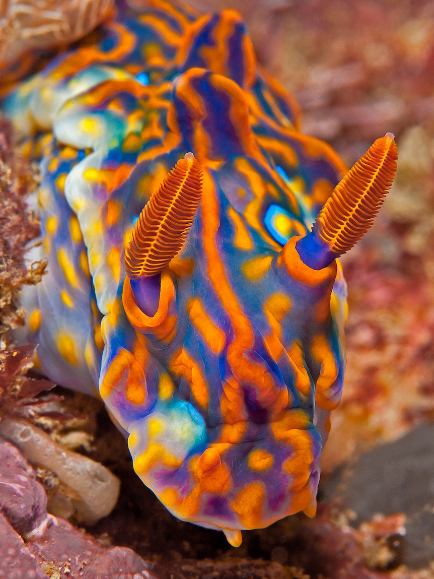 Multi-coloured Miamira magnifica sea slug on the reef off  Woolgoolga, north of Coffs Harbour NSW.