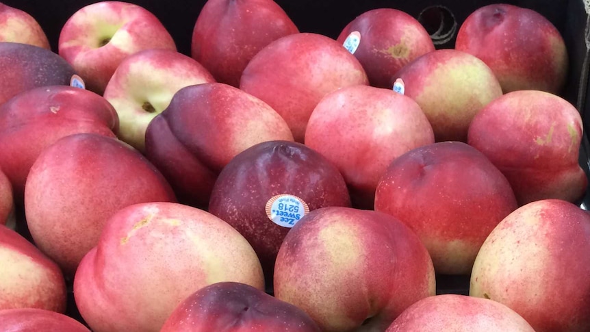 Riverland nectarines for sale in a Renmark supermarket.