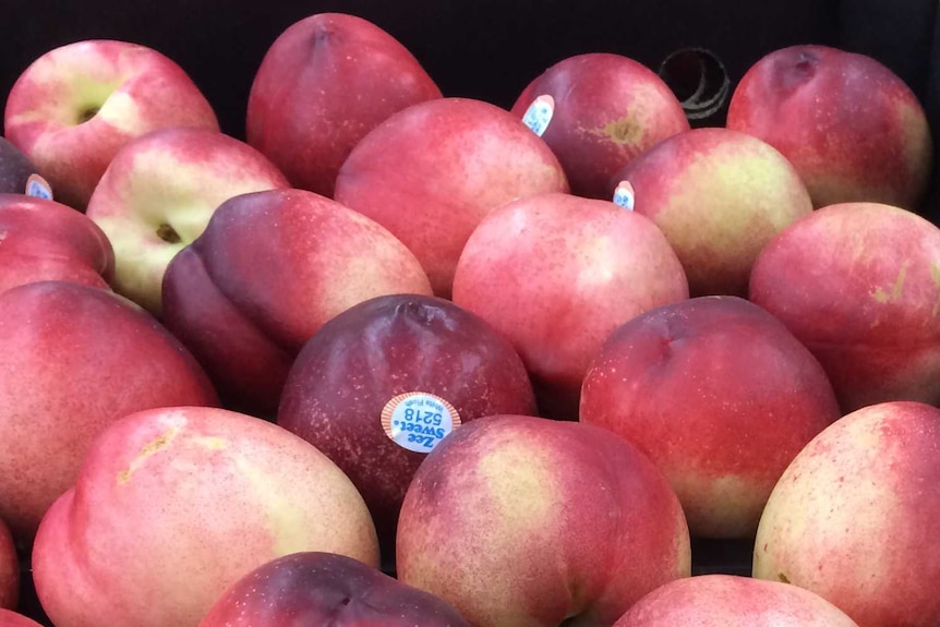 Nectarines for sale in a supermarket.