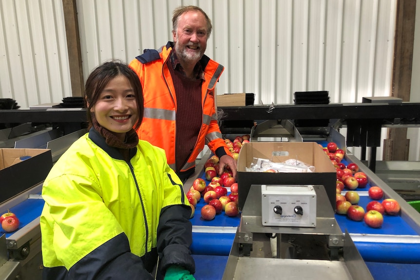 man and woman at a conveyor belt packing apples
